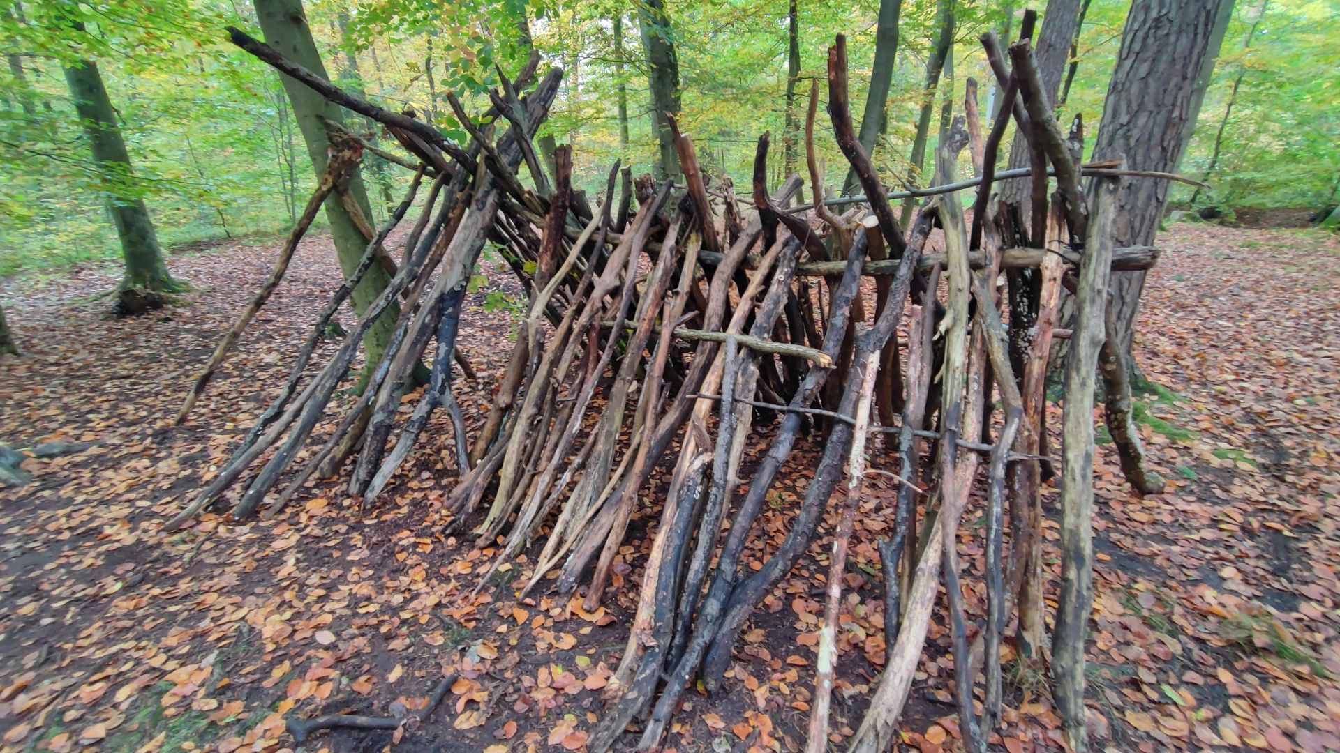 Waldpädagogik als Impuls für forschendes Lernen und BNE